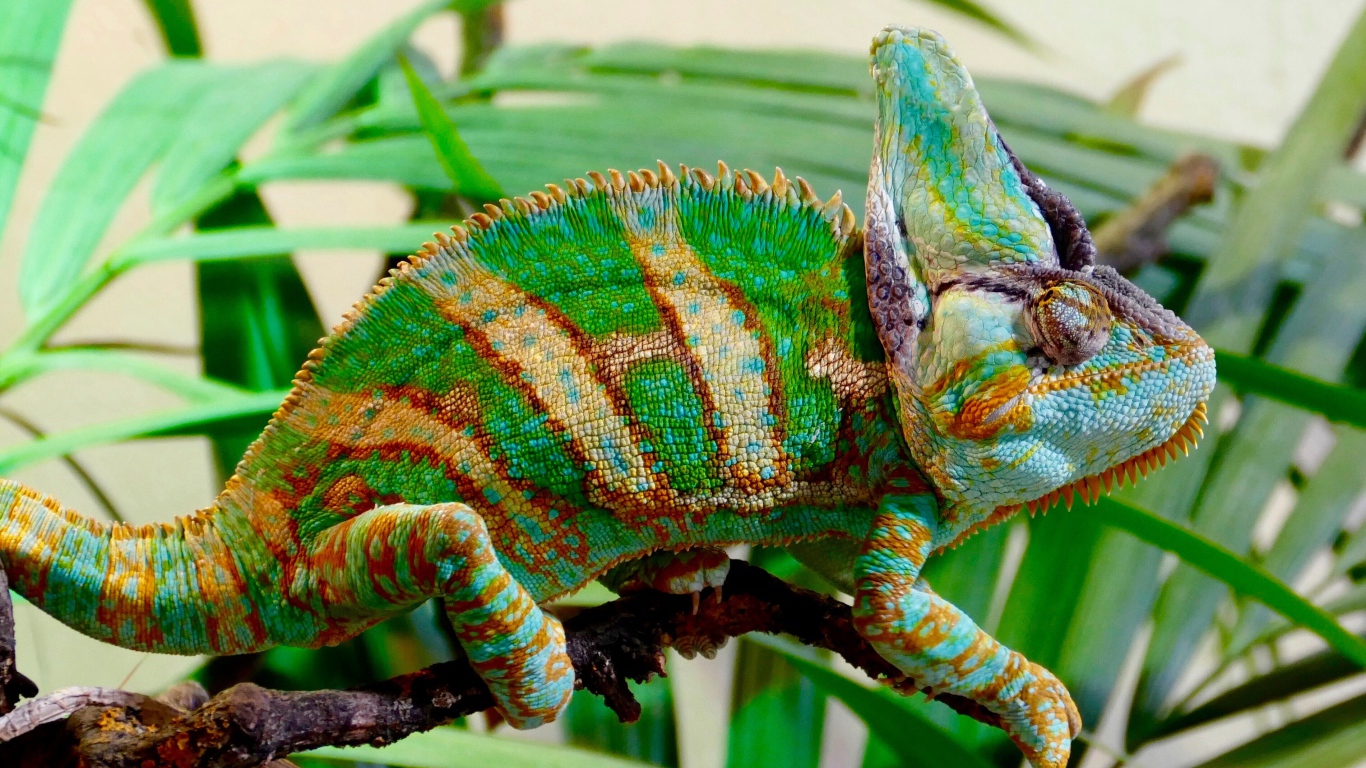 Красивый разноцветный хамелеон на ветке зеленого растения 