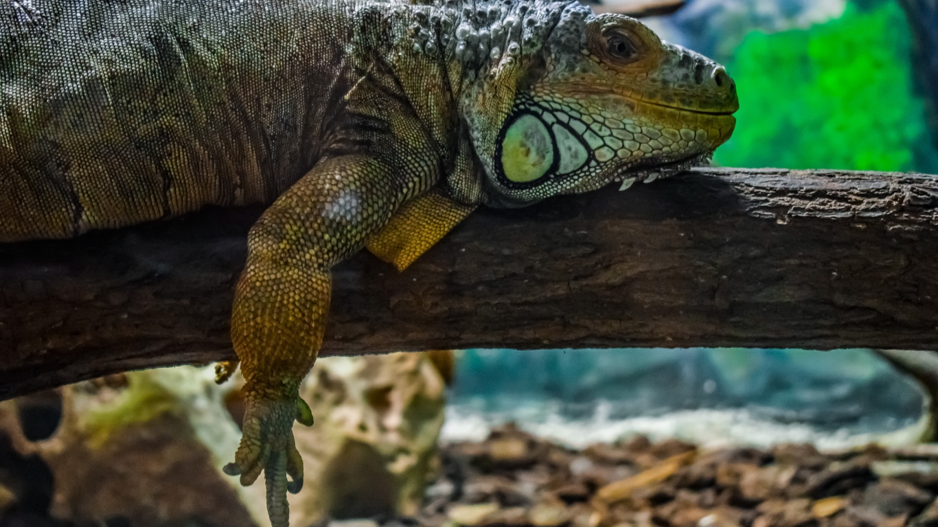 Big iguana resting on a tree