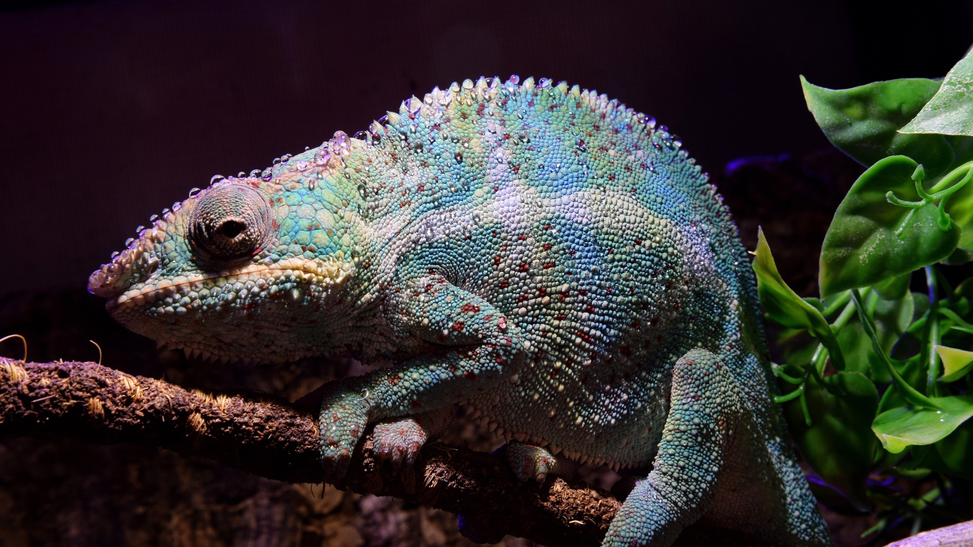 Голубой хамелеон сидит на ветке дерева 