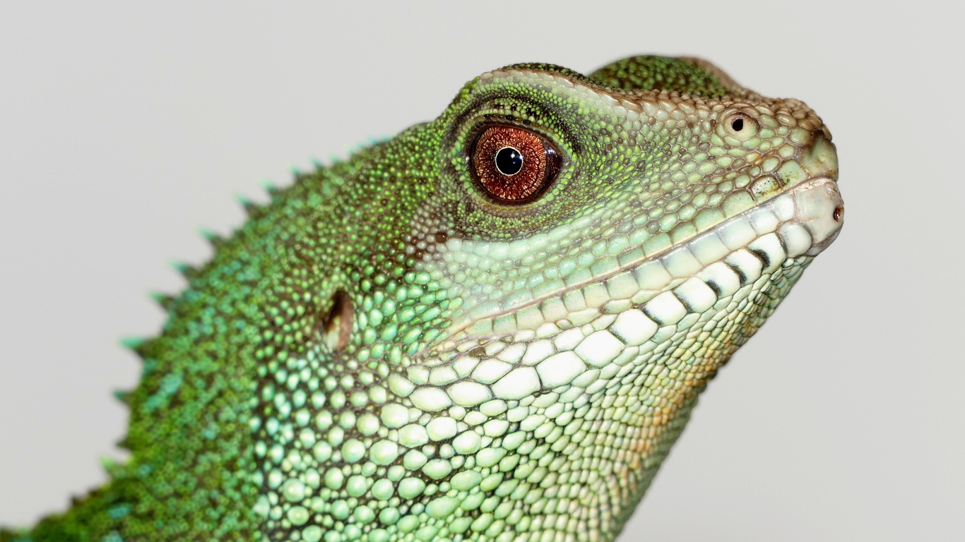 Китайский водный дракон на сером фоне