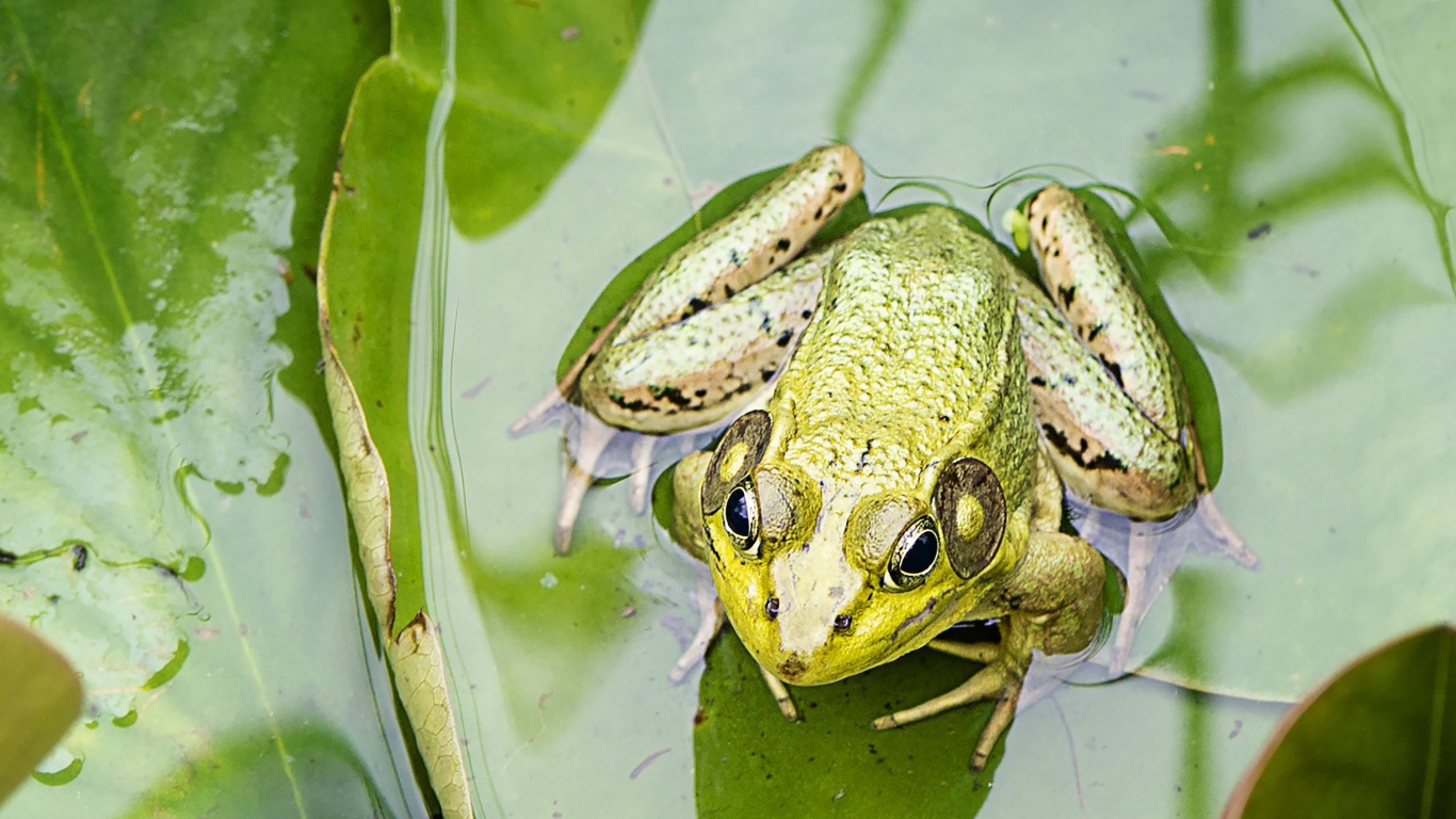 Зеленая лягушка сидит на листе в воде