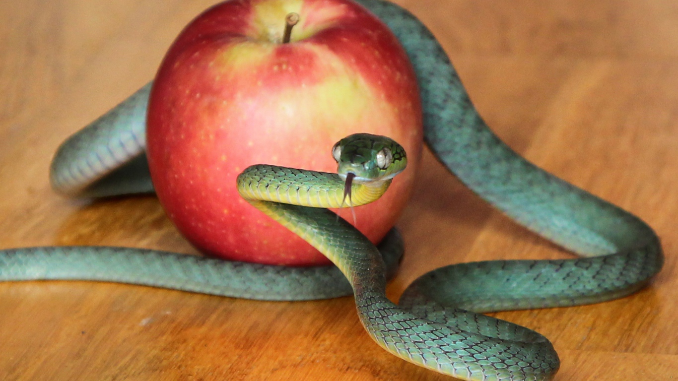 Зеленая змея с красным яблоком на столе 