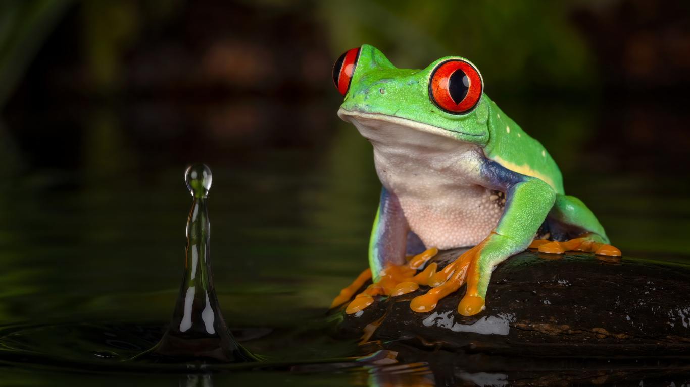 Большая зеленая лягушка на камне в воде 