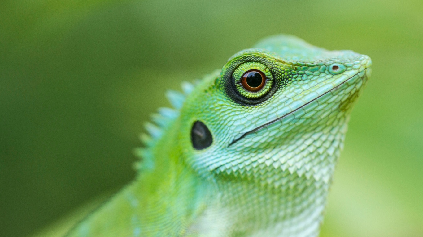 Большая зеленая ящерица крупным планом