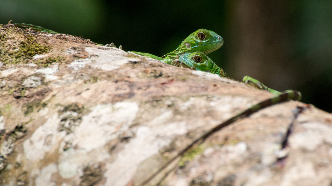 Две зеленых ящерицы на дереве