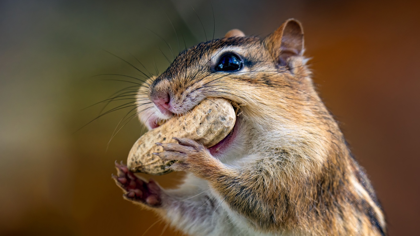 Бурундук с орехом  во рту 