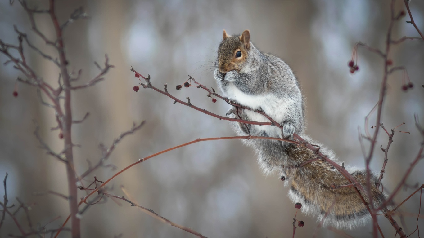 Маленькая белка сидит на ветке дерева