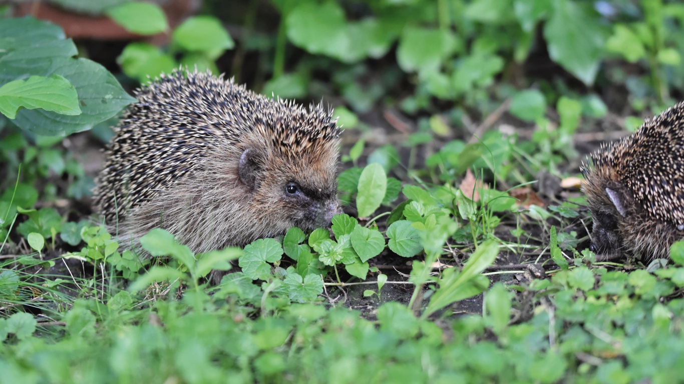 Два колючих ежа на зеленой траве 