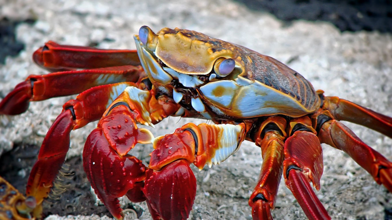 Большой красный морской краб на камне 