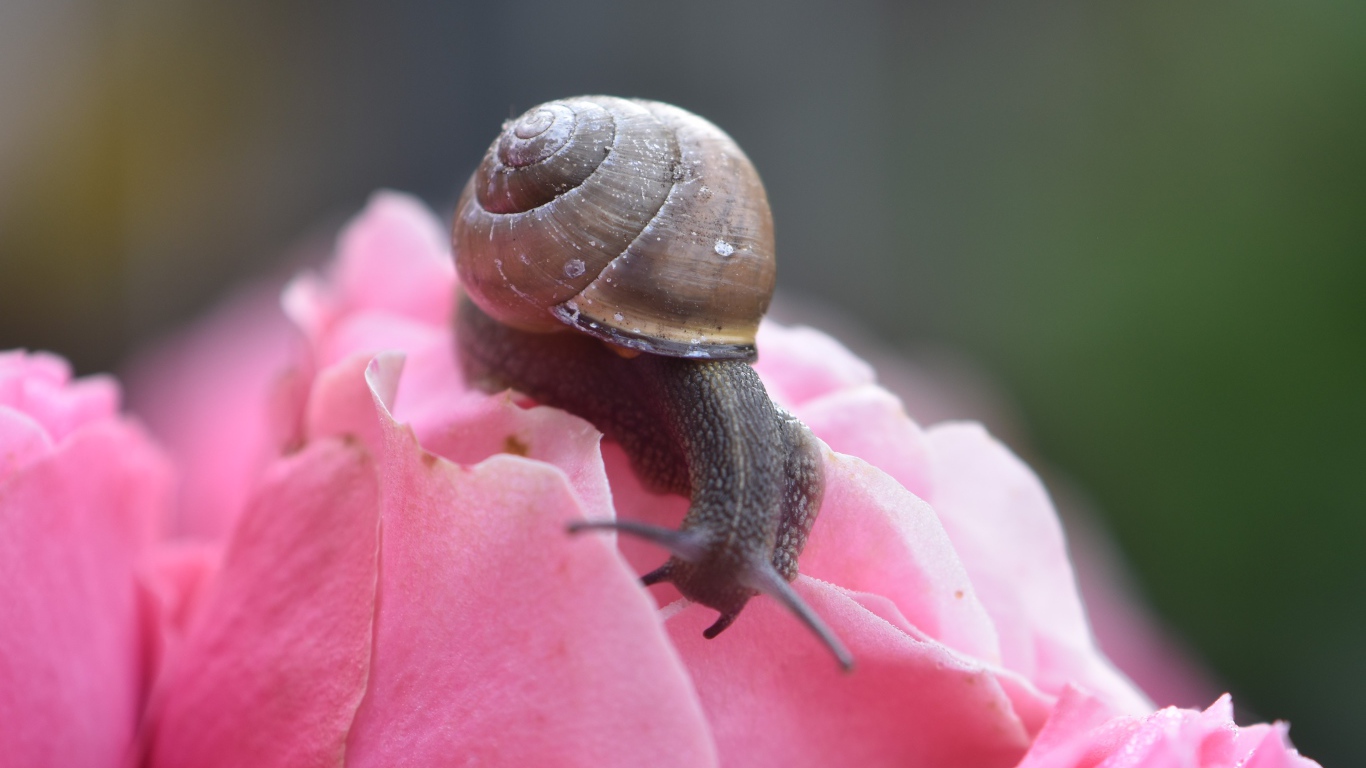 Большая улыбка сидит на розовом цветке розы