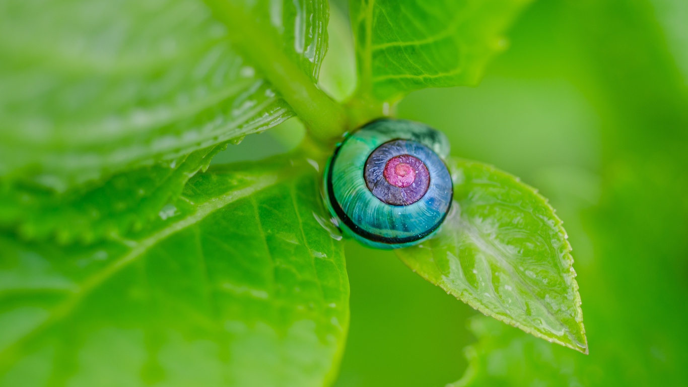 Голубая ракушка на зеленом листе