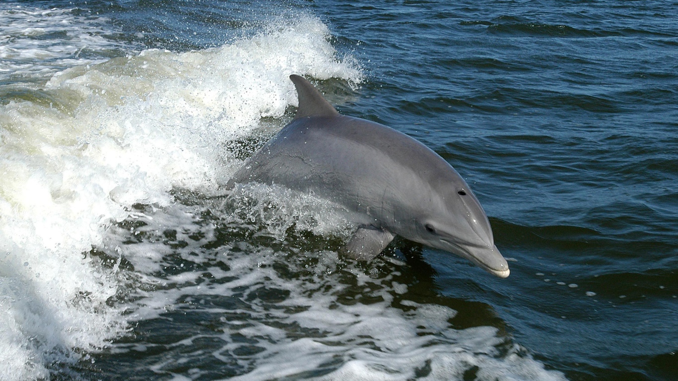 Серый дельфин выпрыгивает из воды
