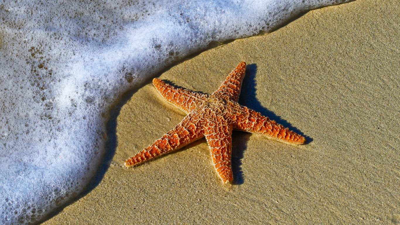 Красная морская звезда лежит на песке у морской пены