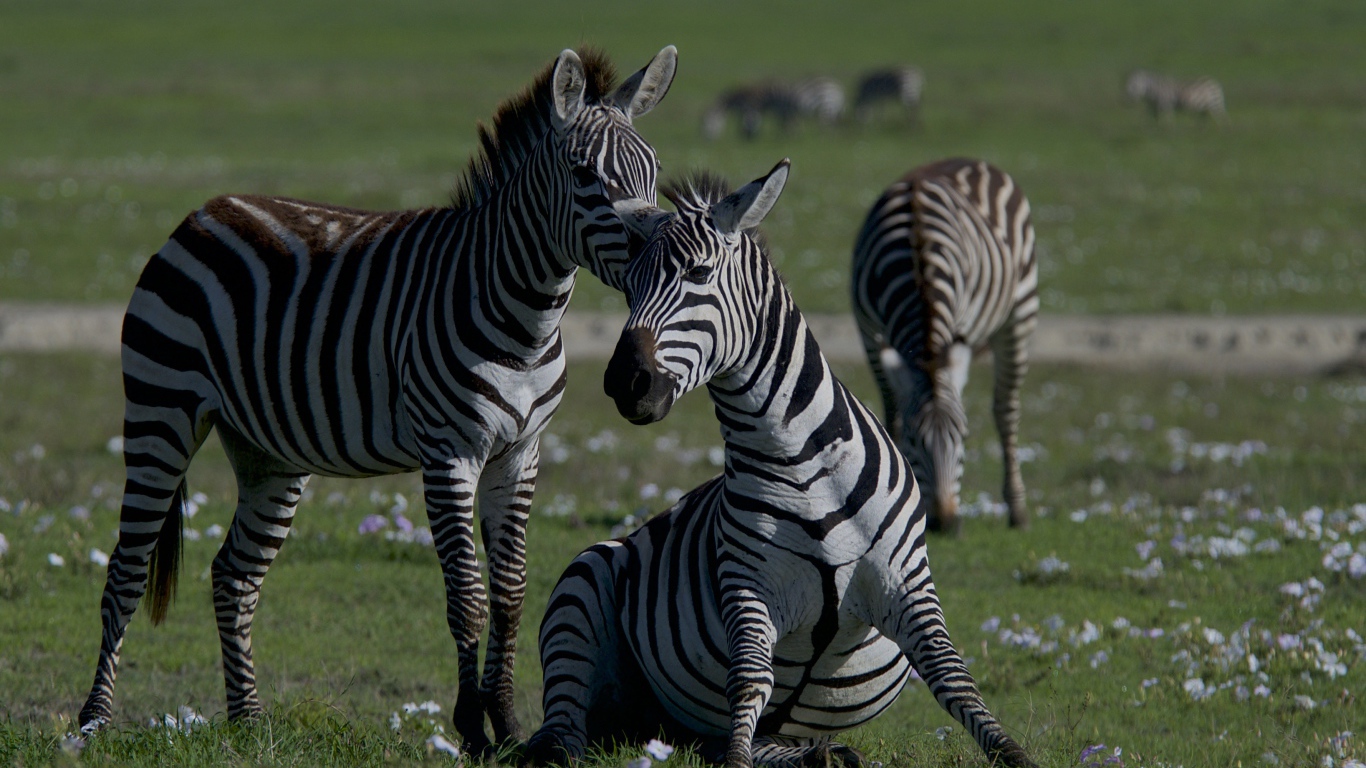 Стадо полосатых зебр на зеленой траве 