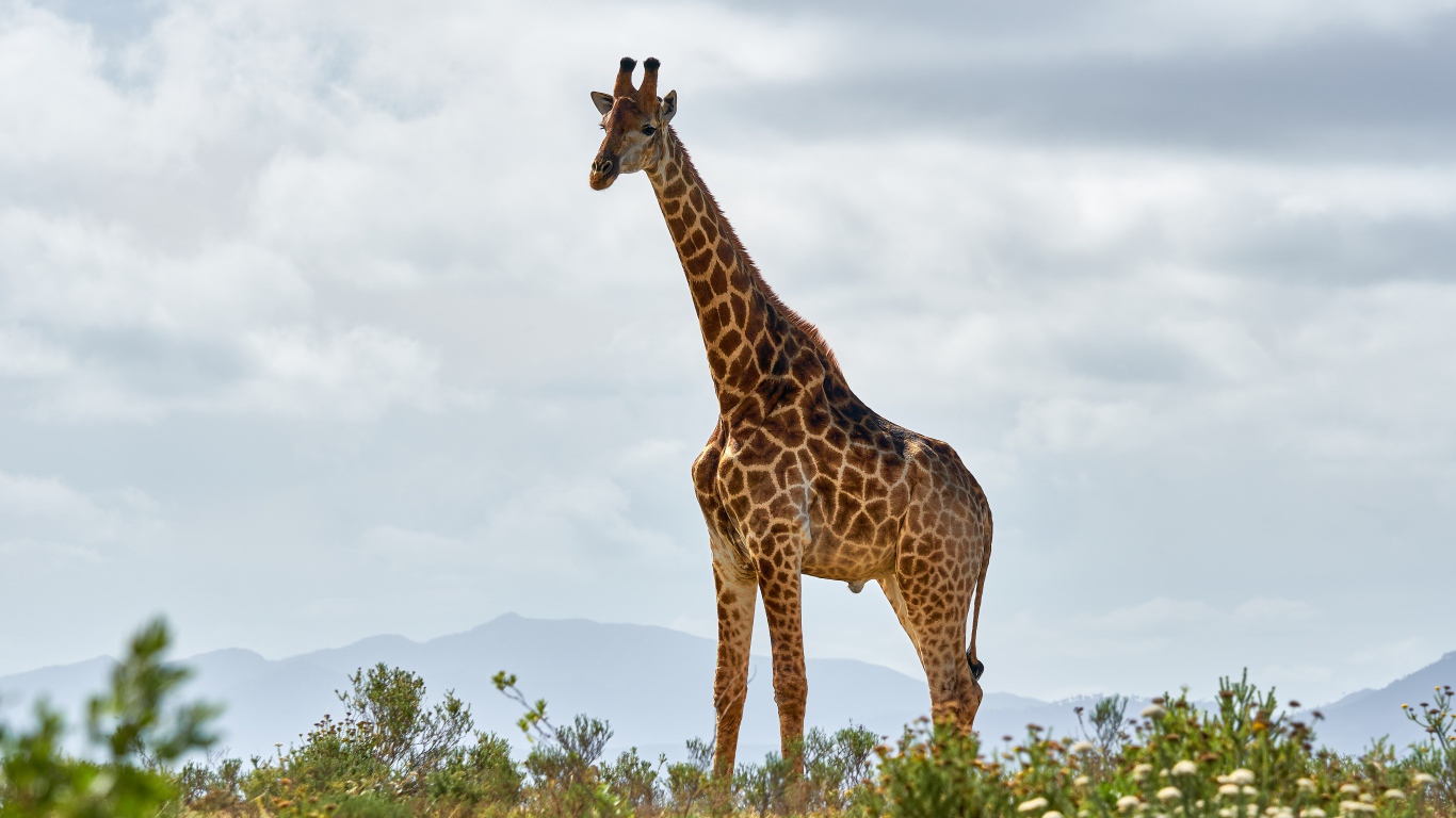 Большой пятнистый жираф в траве 