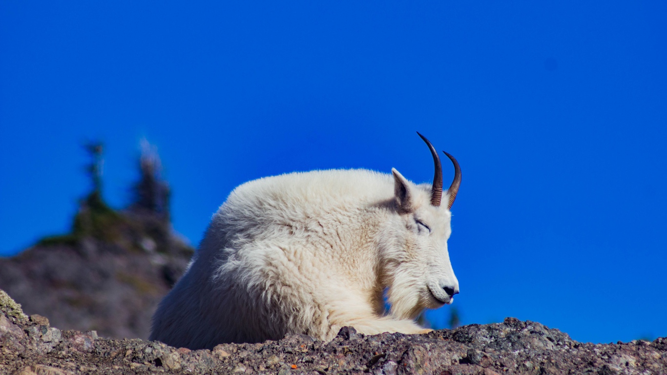 Козел спит на камнях на фоне неба 