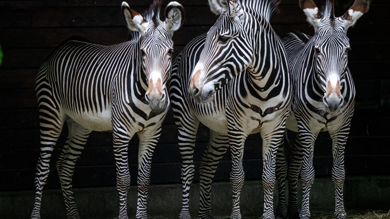 Три полосатые зебры стоят у стены в зоопарке 