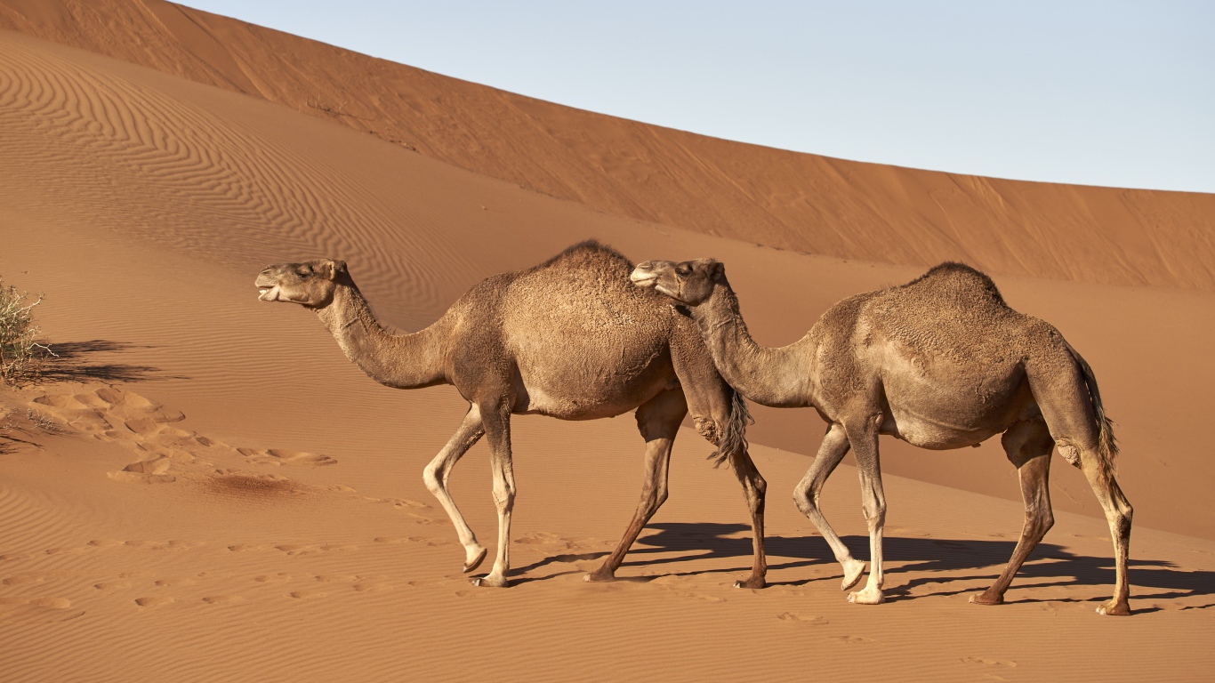 Два верблюда идут по горячей пустыне 