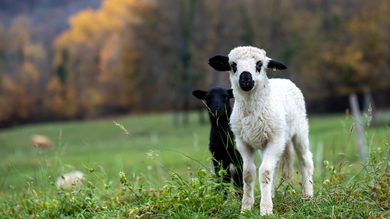 Два маленьких ягненка на зеленой траве 