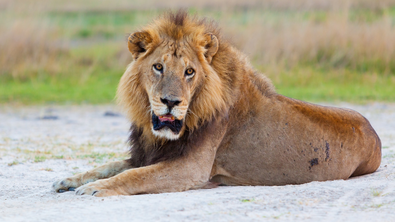 Большой лев с открытой пастью лежит на песке