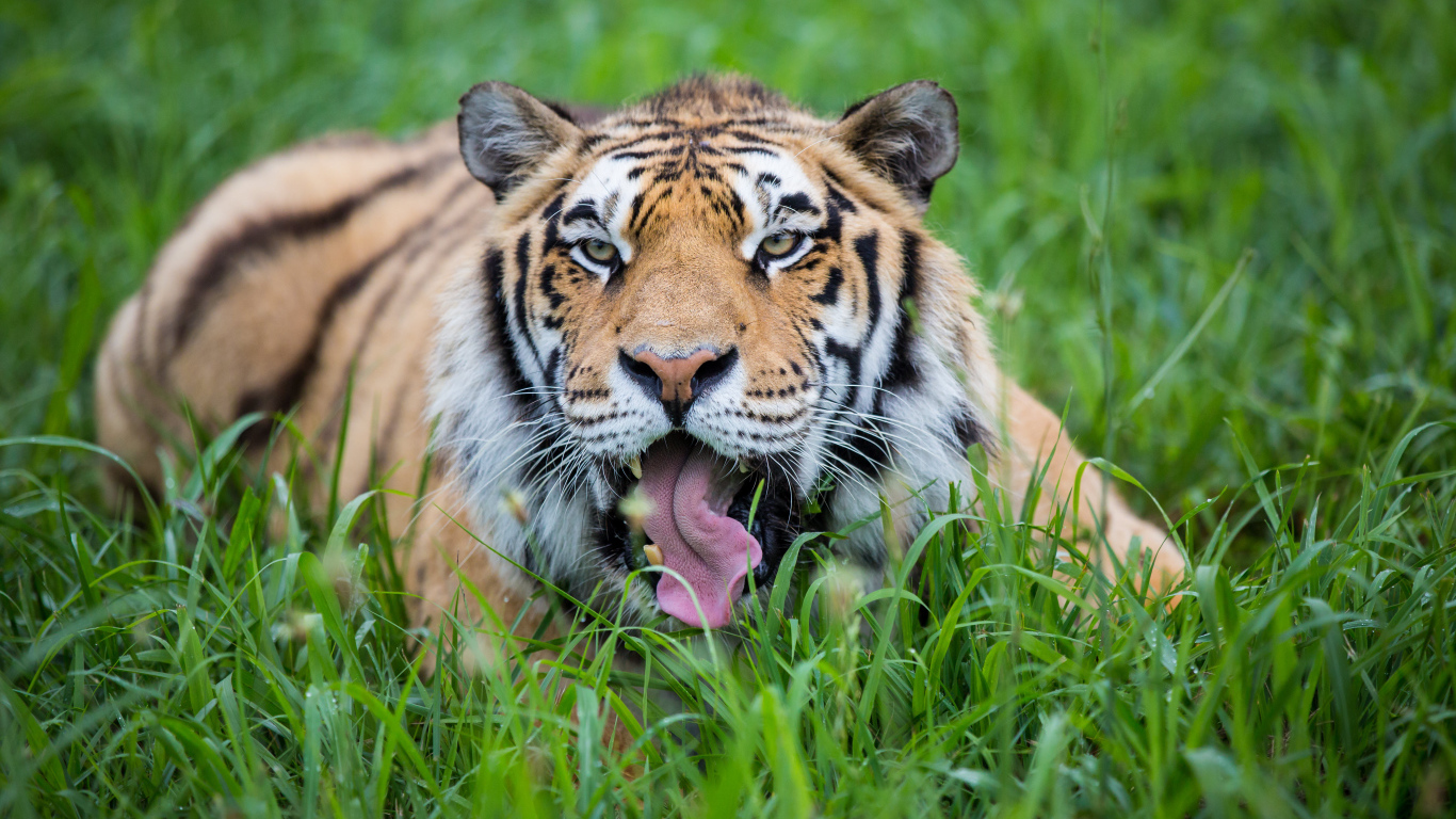 Полосатый тигр с высунутым языком лежит в зеленой траве 