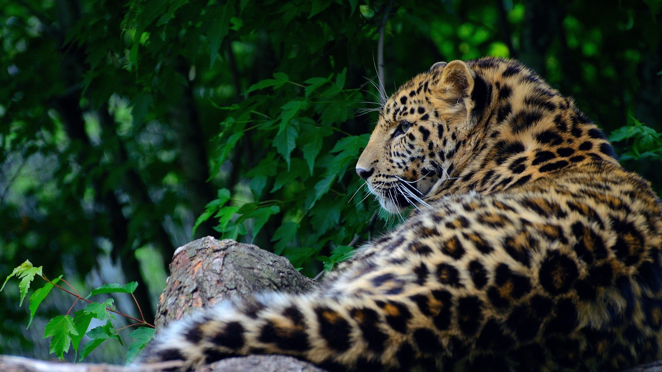 Большой пятнистый хищный леопард лежит на дереве 