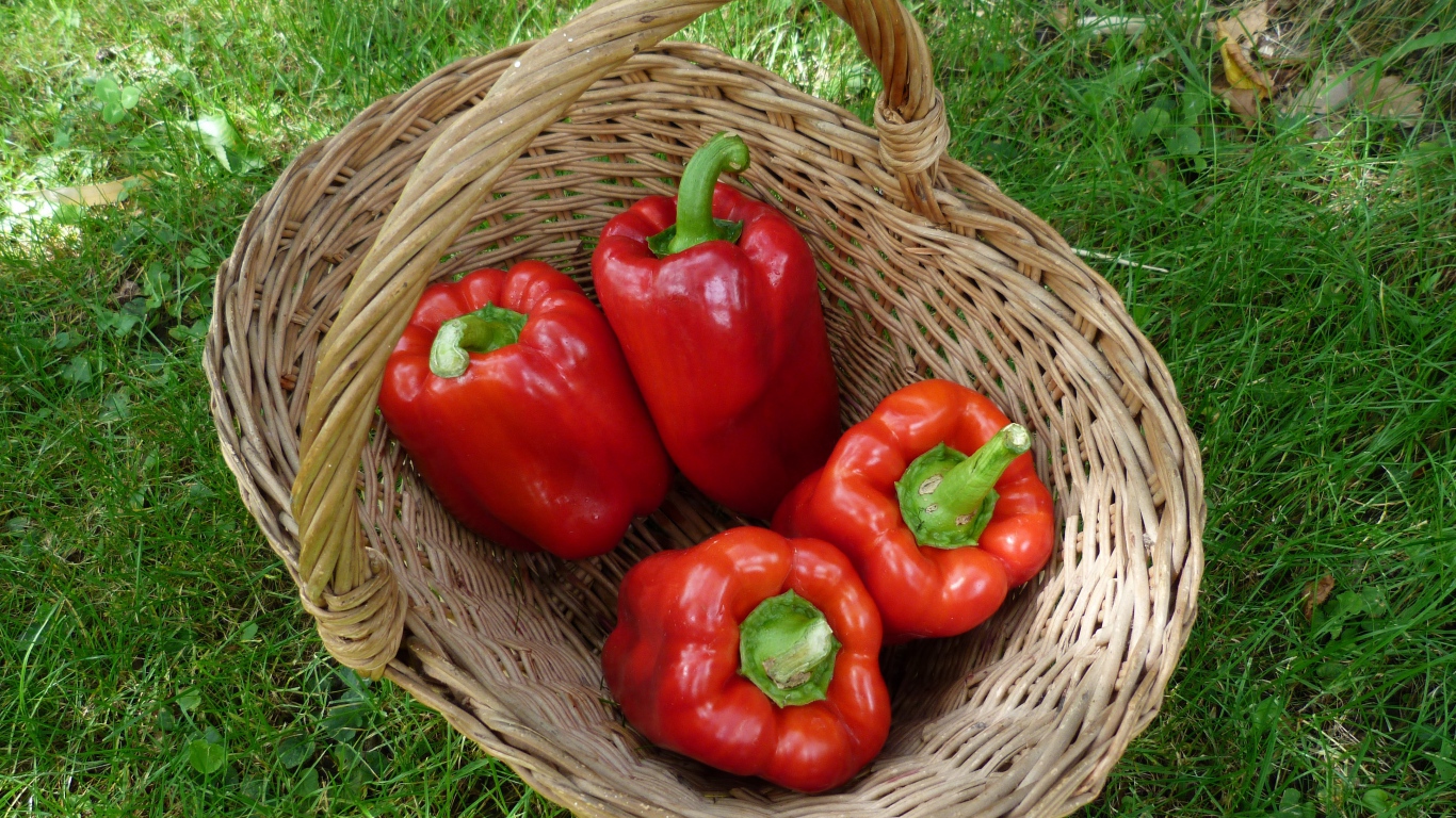Красный болгарский перец в корзине на зеленой траве