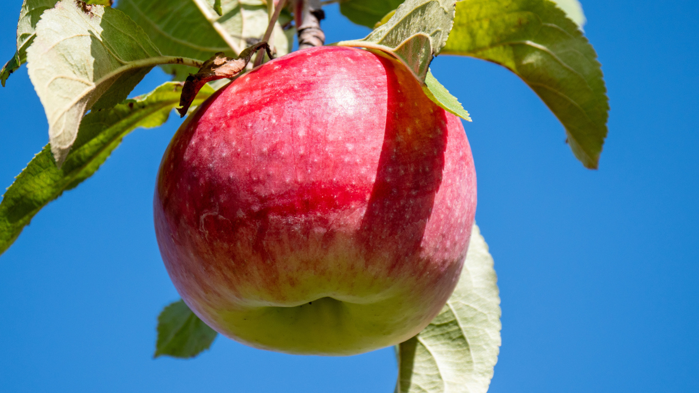 Красивое красное яблоко на ветке на фоне голубого неба