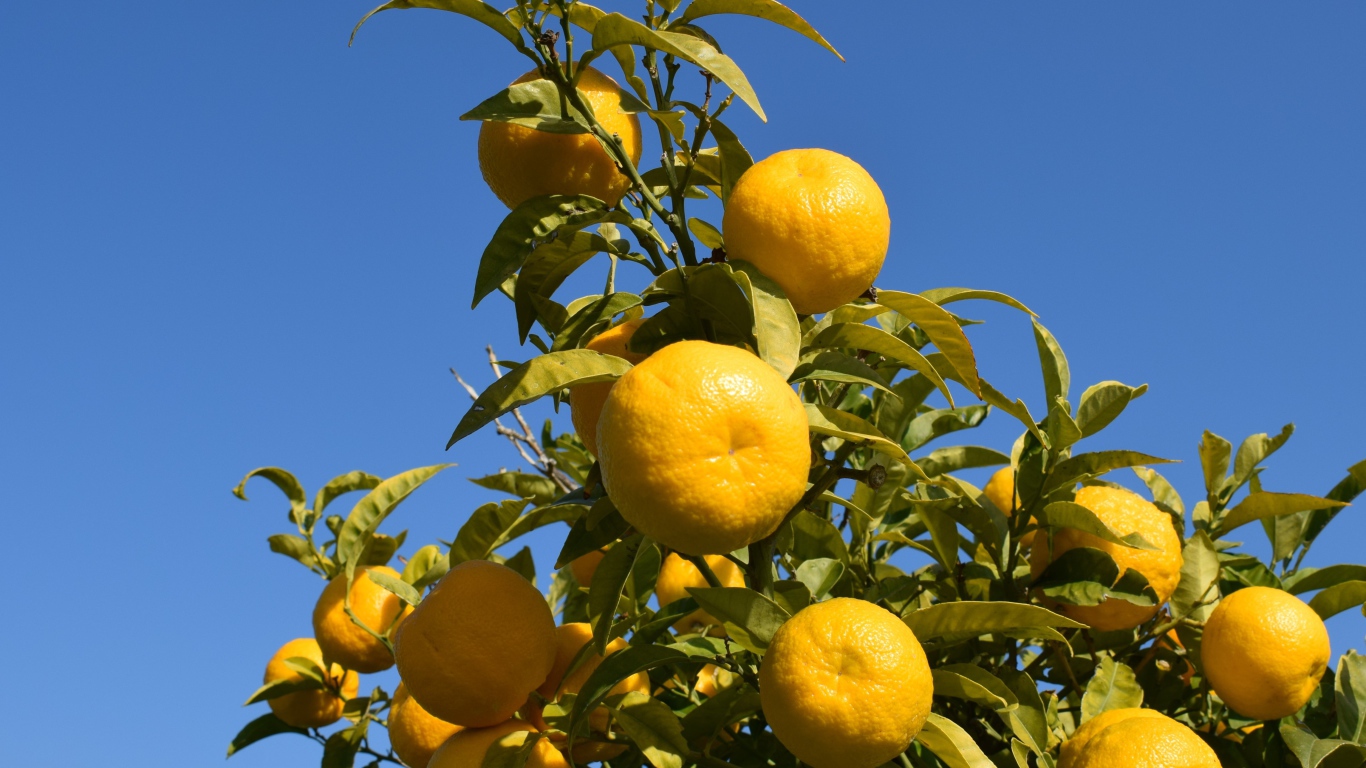 Много желтых мандаринов на ветке дерева на фоне неба