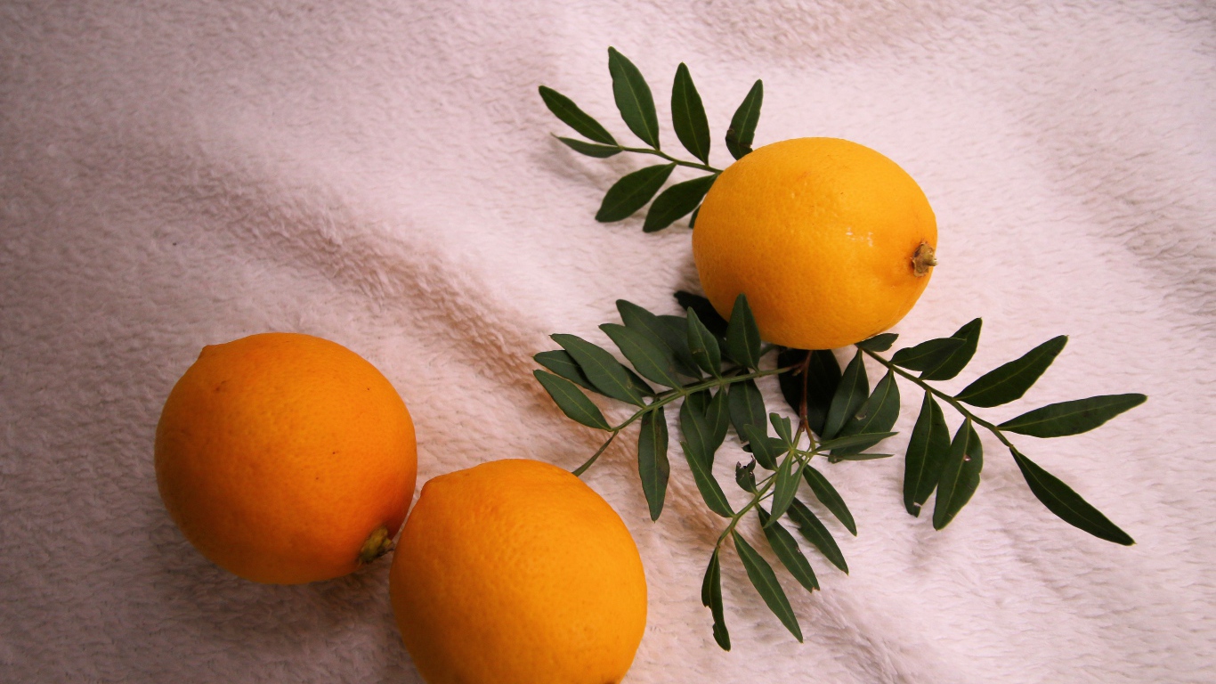 Три лимона с веткой на белом пледе