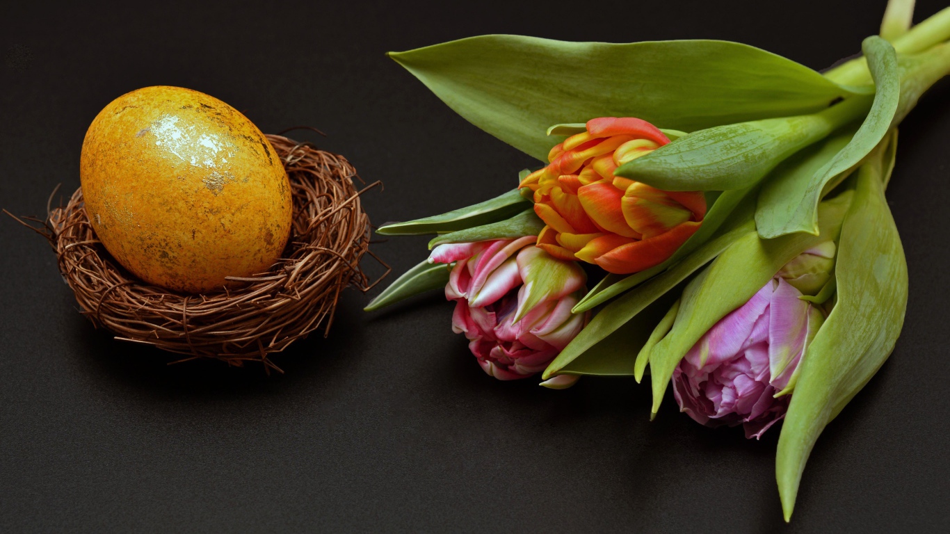 Крашеное яйцо с тюльпаном на черном фоне на Пасху