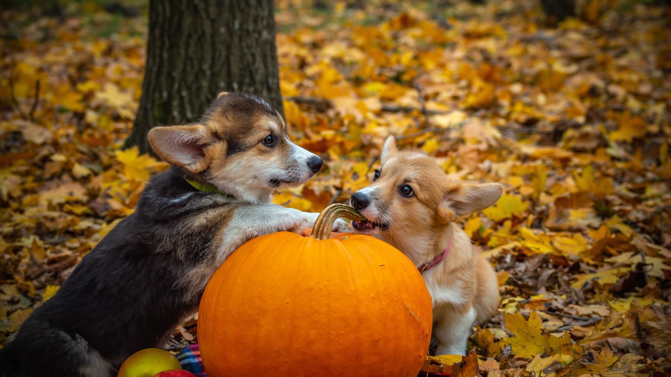 Two welsh corgi dogs with pumpkin in the forest on halloween