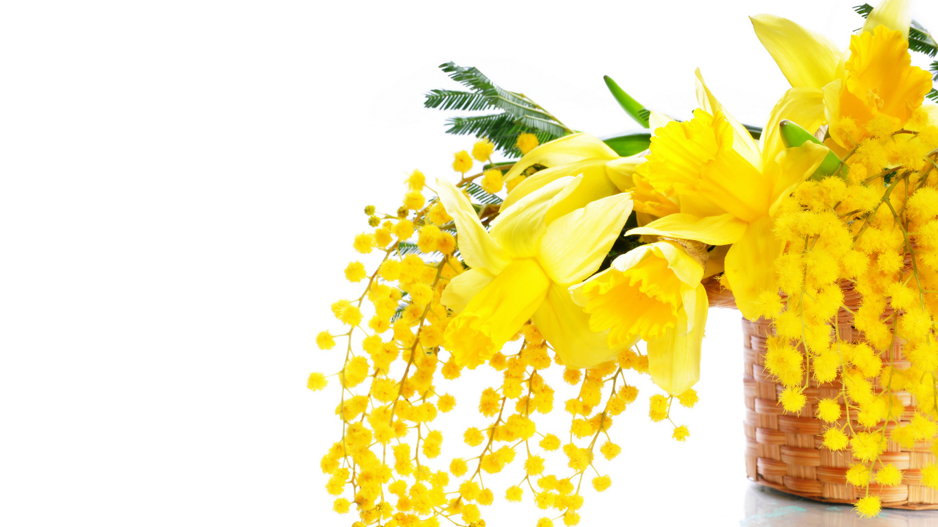 Желтые мимозы и нарциссы в корзине на белом фоне на 8 марта