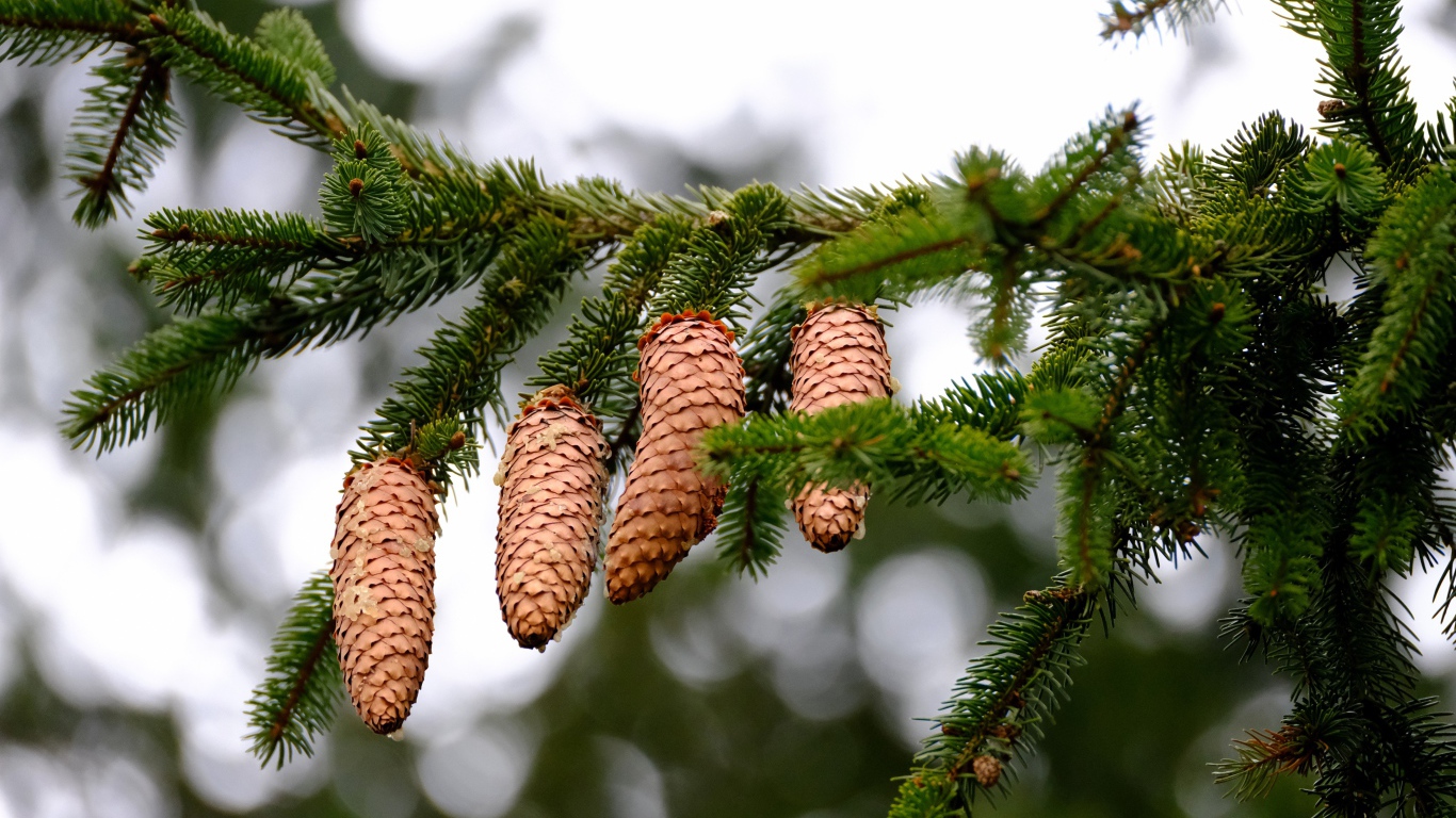 Большие коричневые шишки на зеленой ветке ели 