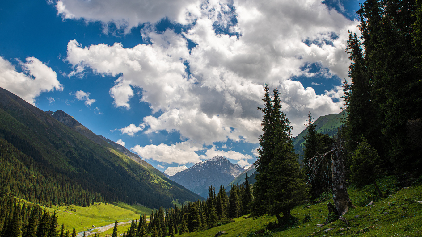 Густые белые облака над покрытыми лесом горами