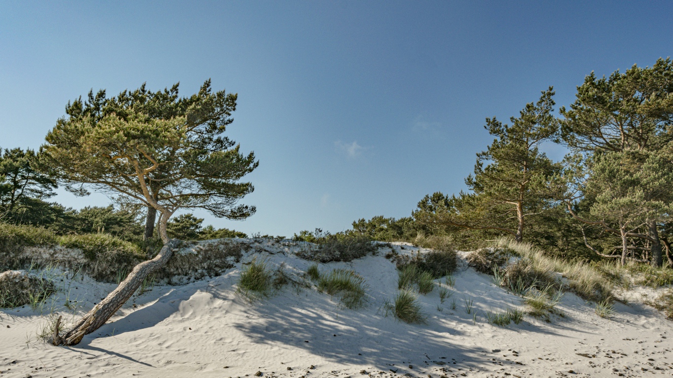 Белый песок с зелеными деревьями на голубом фоне