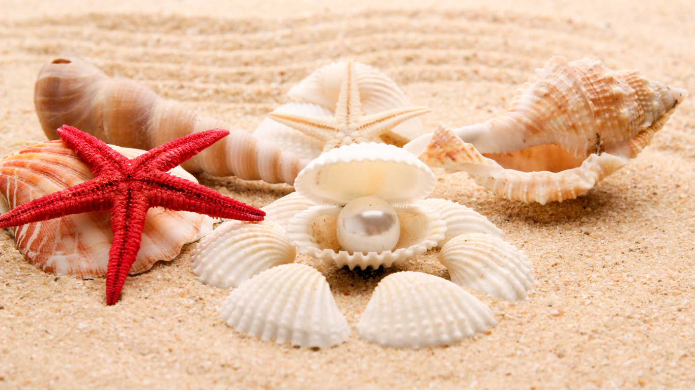 Красивые ракушки с белой жемчужиной на песке