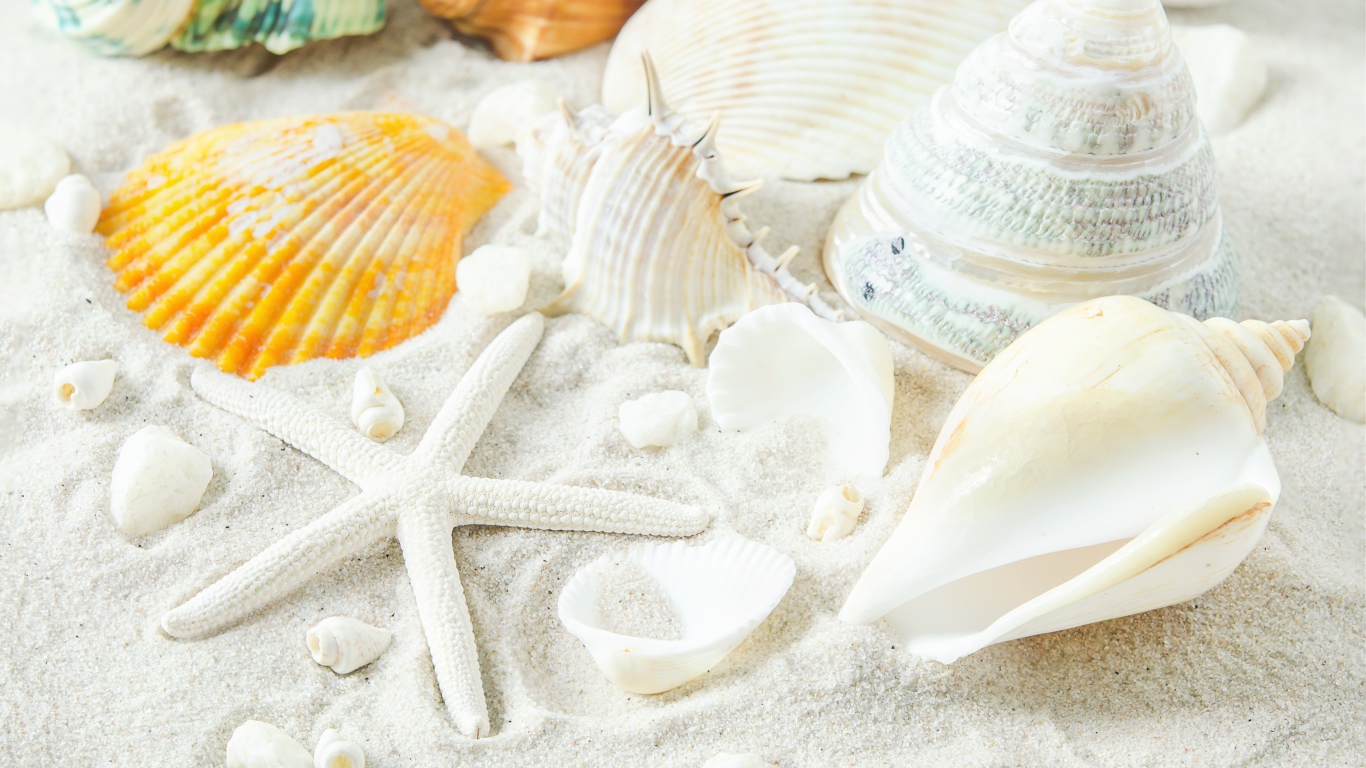 Большие белые ракушки и морская звезда на песке