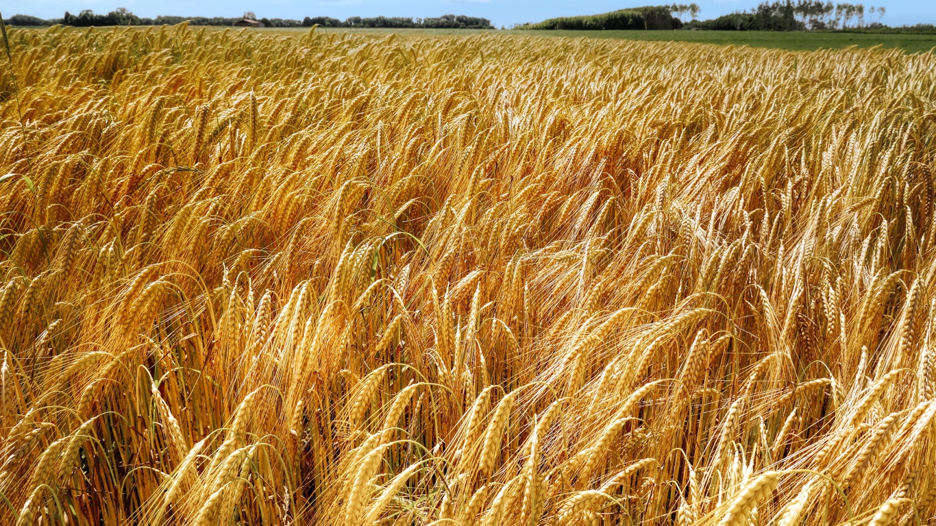Большое поле спелой пшеницы осенью