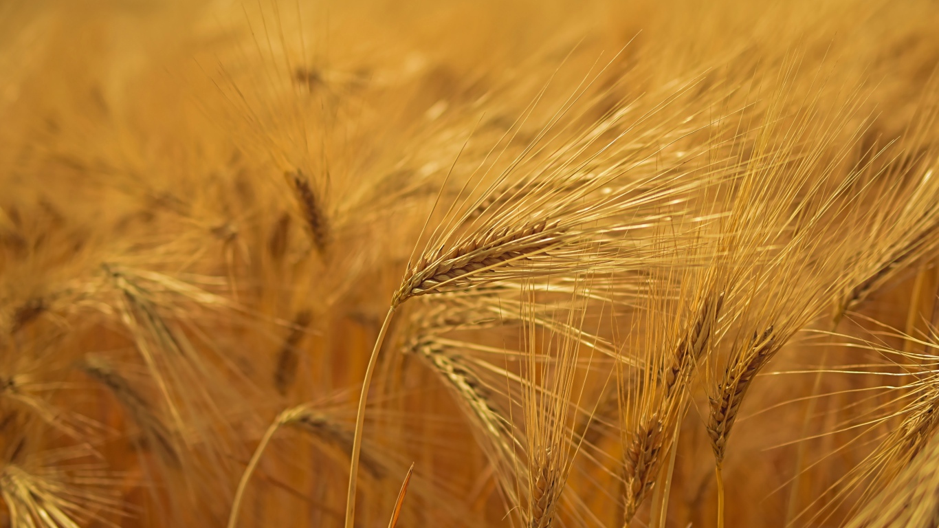 Спелые желтые колосья пшеницы на поле