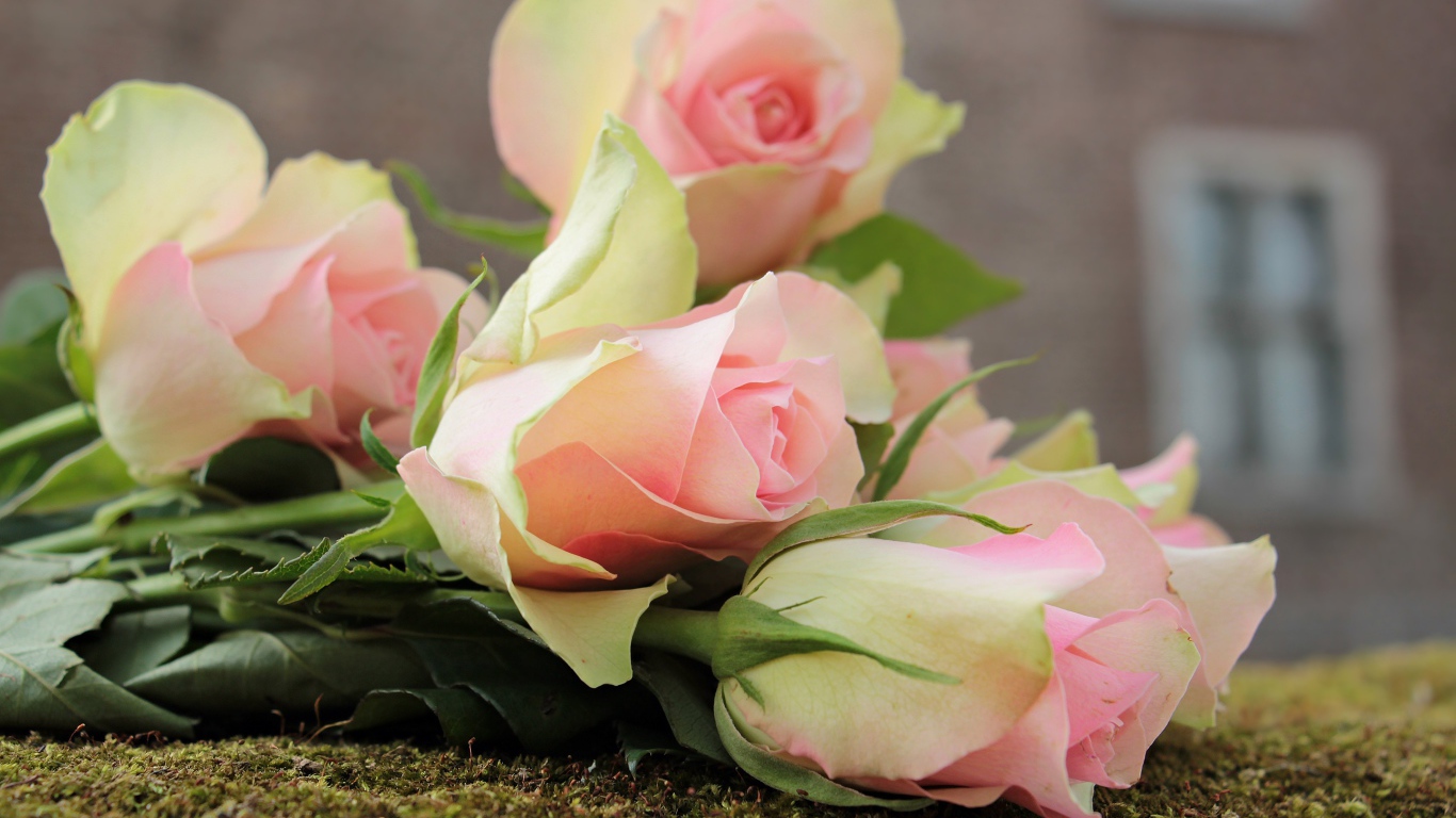 Букет розовых тюльпанов лежит на земле