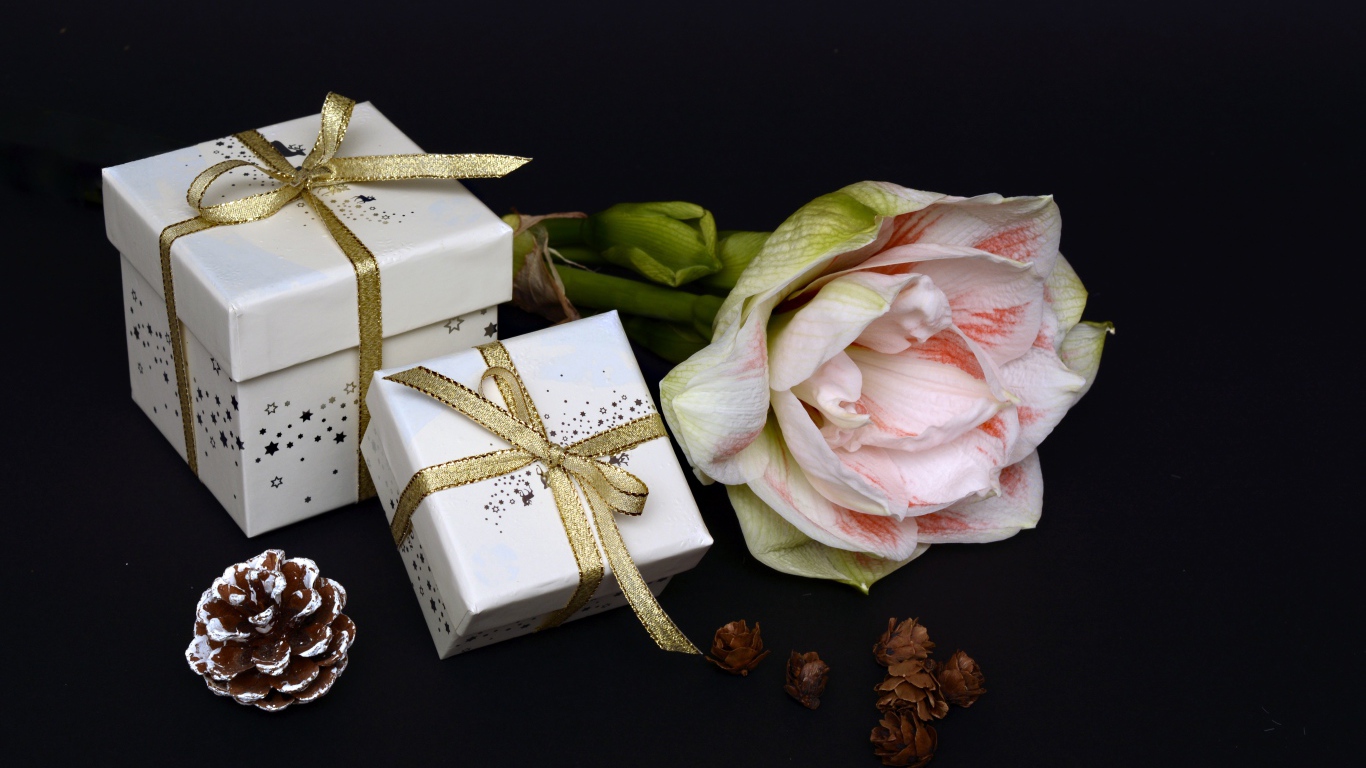 Цветок амариллиса с подарками на черном фоне