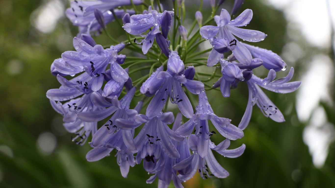 Красивые цветы Агапантус в каплях росы