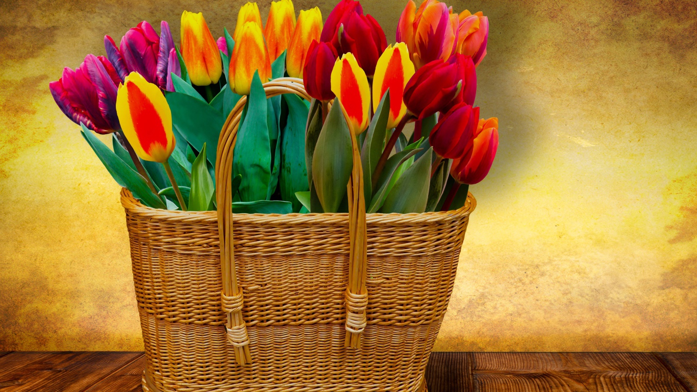 Красивый букет тюльпанов в корзине на фоне стены