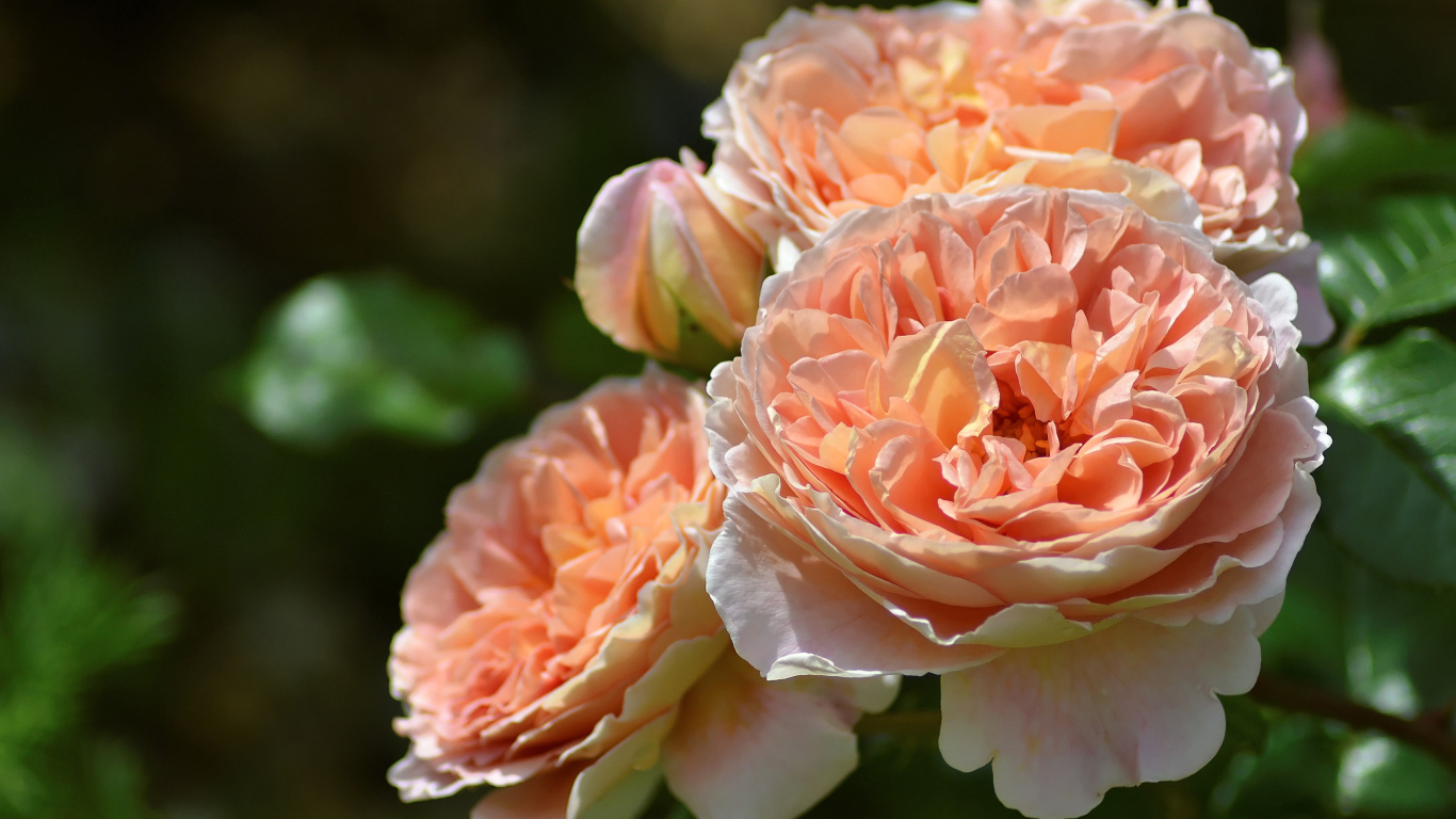 Красивые кремовые цветы парковой розы крупным планом