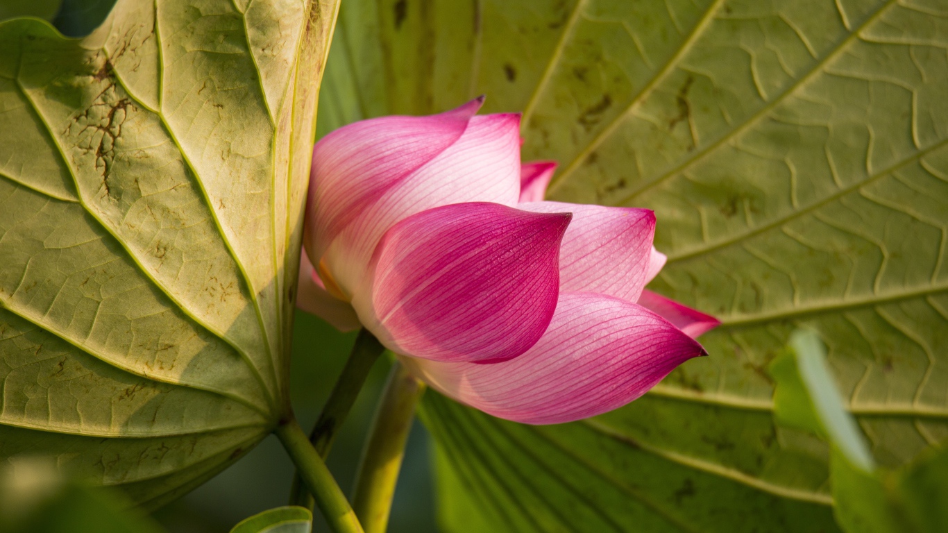 Красивый нежный розовый цветок лотоса в зеленых листьях