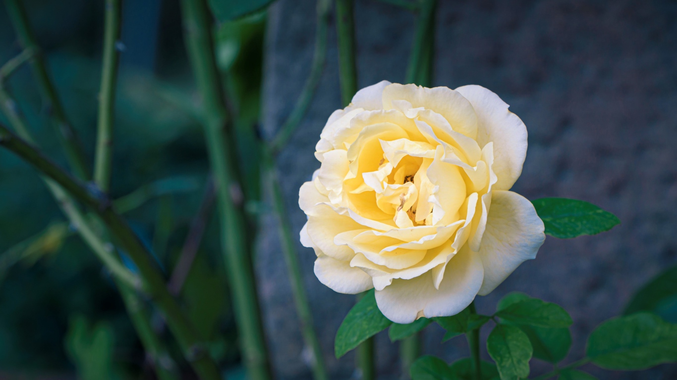 Красивая нежная белая роза крупным планом 