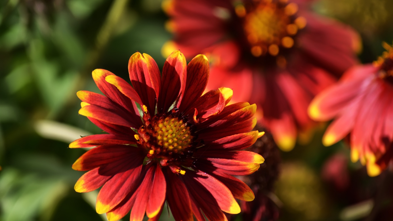 Красивый огненный цветок Гайлардия