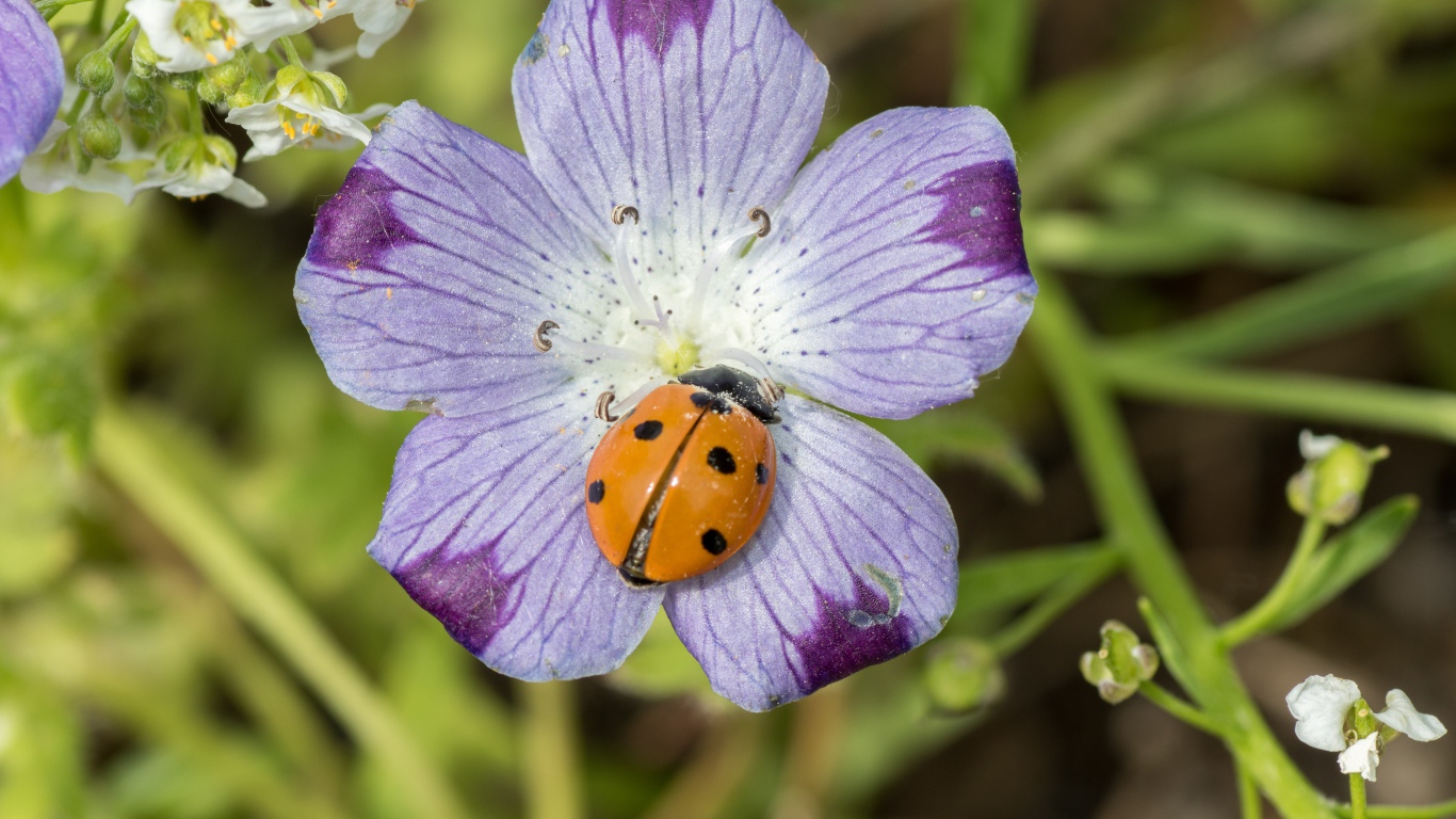 Красивый цветок гипсофилы с божьей коровкой 