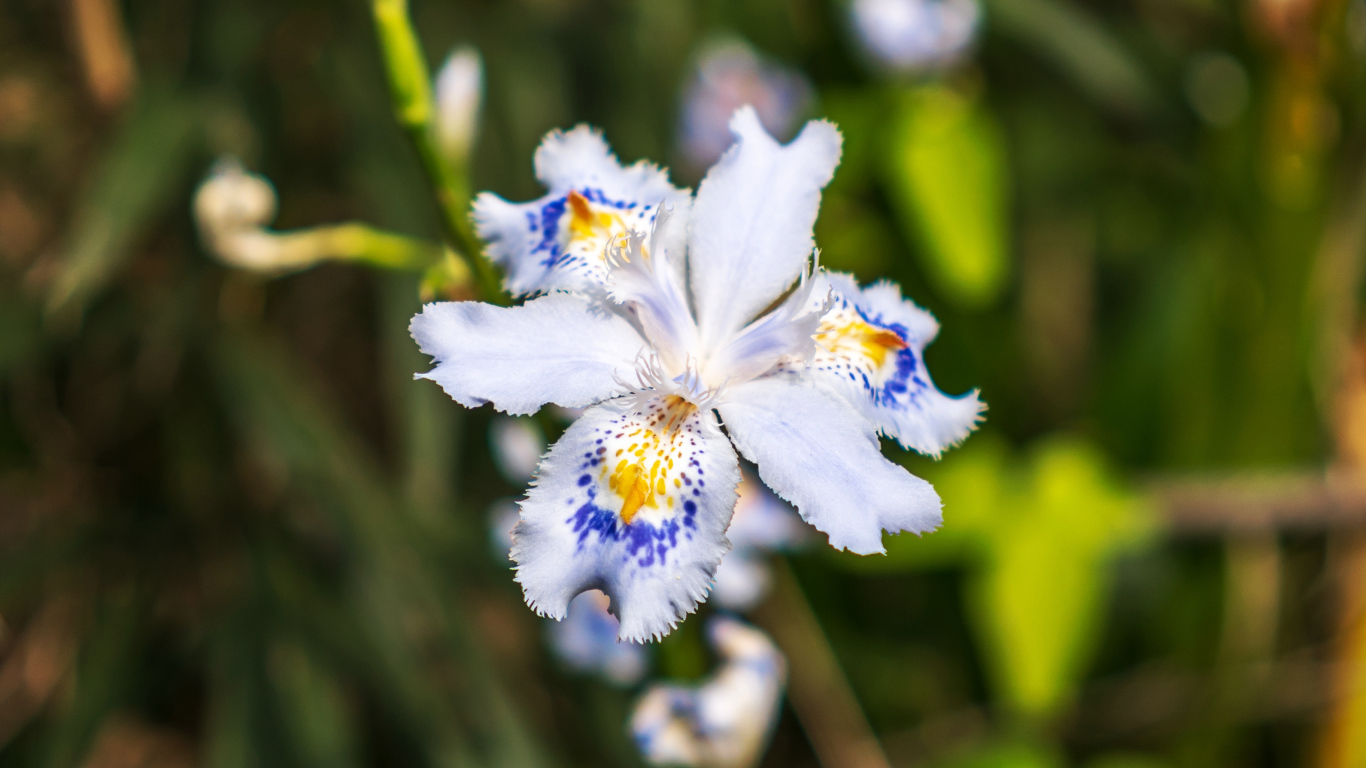 Красивый цветок ириса в лучах солнца на клумбе 